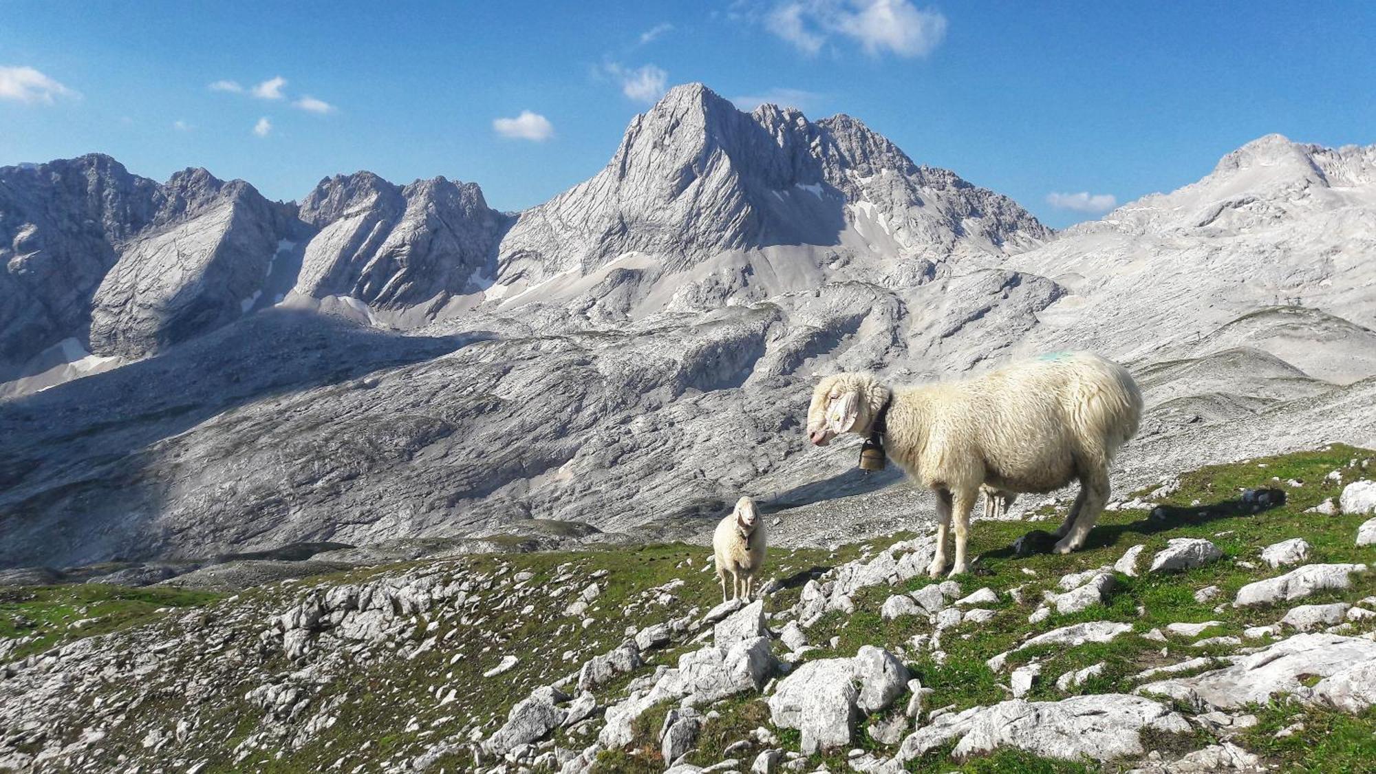 Ferienwohnung Alpspitze Грайнау Екстериор снимка